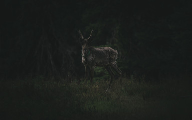 reindeer in the forest