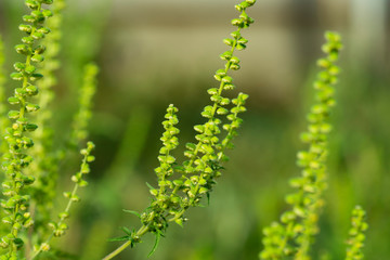 Fototapeta na wymiar Ambrosia inflorescence close-up. Allergic plant.
