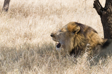 Obraz na płótnie Canvas Lion at Serengeti National Park, Tanzania, Africa