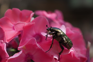 Cetonia aurata on a flower up close