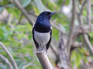 An Indian Black Stork.