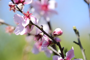 Obraz premium almendro en flor fines de invierno