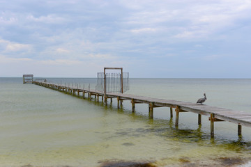 dock and pelican