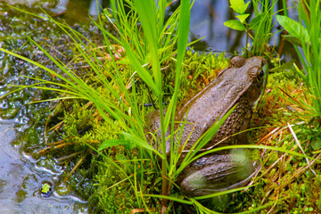 Frog on wet moss.