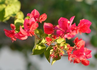 pink flowers in the garden