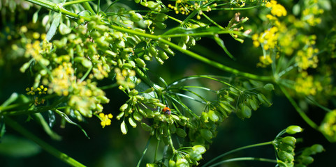 Ladybird Beetle surrounded by lush green foliage on a sunny day.