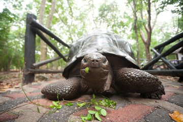 Aldabra giant tortoise from Zanzibar conservation area, Tanzania