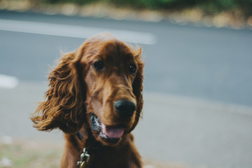 Irish Setter Dog