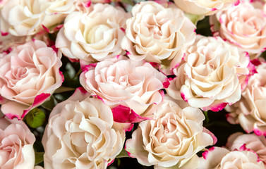 Light pink roses background