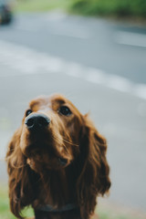 Irish Setter Dog