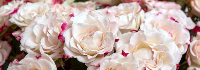 Light pink roses background
