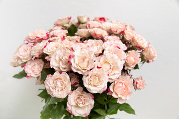 Light pink roses background