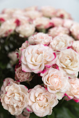 Light pink roses background