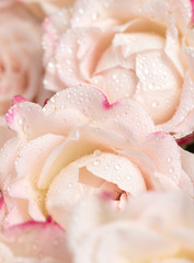 Fototapeta na wymiar Light pink roses background