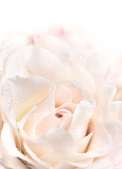 Light pink roses background