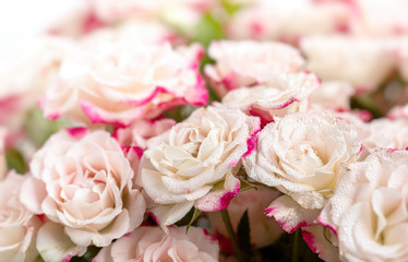 Light pink roses background