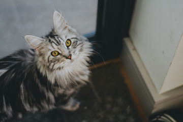 Maine Coon Cat