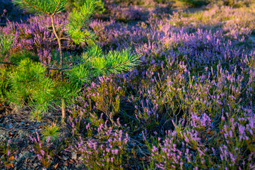 Purple moor and dunes in the forest