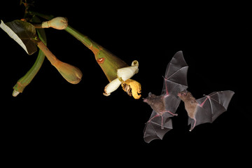 Long-tongued bat sucks nectar balsa blossom black background