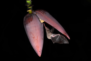 Long-tongued bat sucks nectar banana blossom black background - obrazy, fototapety, plakaty