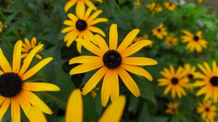 Желтые цветы