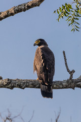 Sri Lanka, Wilpattu National Park