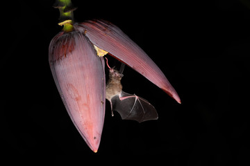 Long-tongued bat sucks nectar banana blossom black background