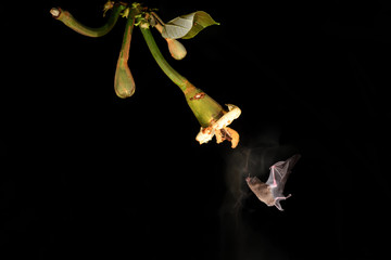 Long-tongued bat sucks nectar balsa blossom black background