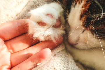 Sleeping relaxating cute adorable feline cat with paw under head close up in sun light             