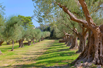 Old olive trees in the park of the castle, Castiglione del Lago in Umbria, Italy.
