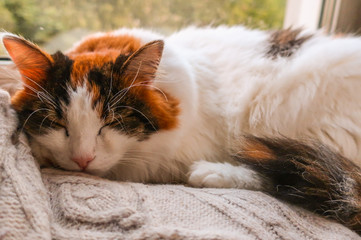  Sleeping resting feline turkish van furry fluffy cute cat on windowsill