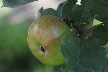 apples on tree