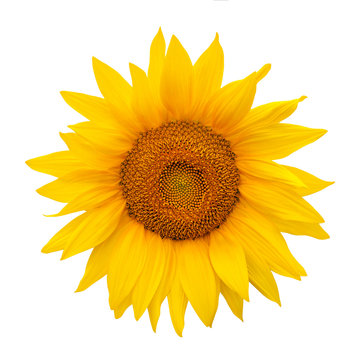 Sunflower isolated on white background. Harvest time, agriculture, oil and seeds, farming, autumn concept. Large common sunflower on white as package design element