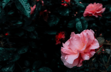 Fototapeta na wymiar Pink blooming roses flowers in garden in evening after rain as floral botanical dark mysterious backdrop background with copy space for text 