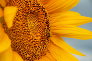 Honey bee collecting nectar from a sunflower. Bee pollinating sunflowers. Selective focus.