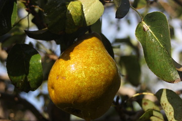 pear on tree
