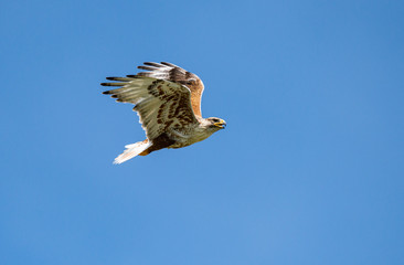 Red tailed hawk
