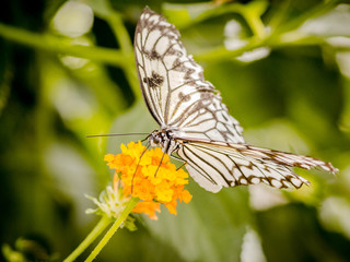 Schmetterlinge ganz nah