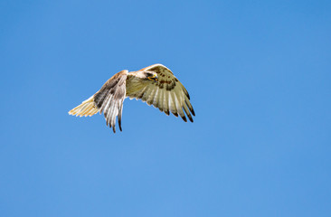 Red tailed hawk