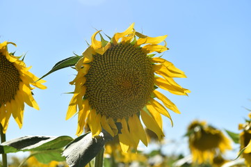 girasoles en el campo