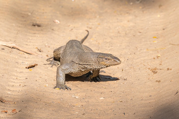 Sri Lanka, Wilpattu National Park