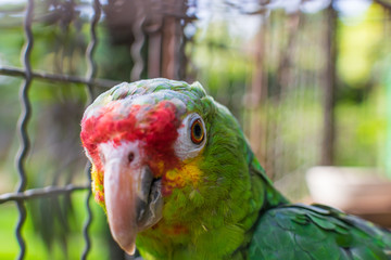 closeup of a parrot's head, parrot watching the camera