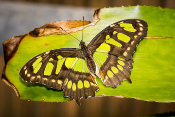 Schmetterlinge ganz nah