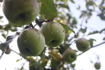 green apples on tree