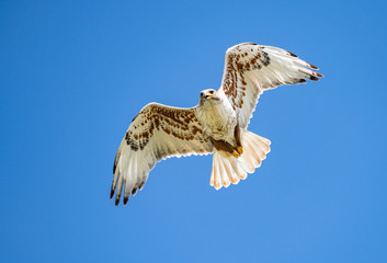 Red tailed hawk