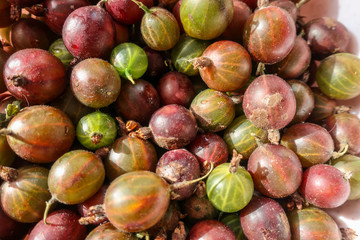 Gooseberry gooseberries close up as summer background backdrop berries food Ribes grossularia   