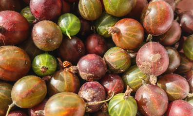 Gooseberry gooseberries close up as summer background backdrop berries food Ribes grossularia   
