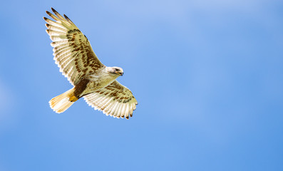 Red tailed hawk