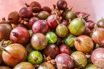 Gooseberry gooseberries close up as summer background backdrop berries food Ribes grossularia   