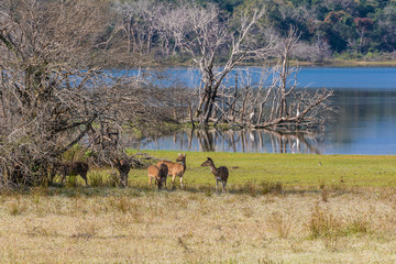 Sri Lanka, Wilpattu National Park